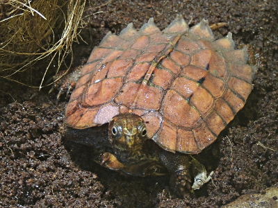 Turtle  -  Black-Breasted Leaf Turtle