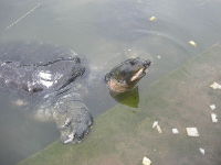 Black Softshell Turtle image
