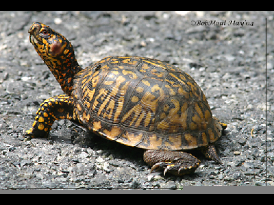 Turtle  -  Box Turtle