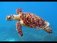 Hawksbill Sea Turtle image