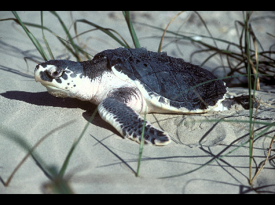 Turtle  -  Kemp's Ridley Sea Turtle