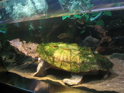 Turtle  -  Mata Mata