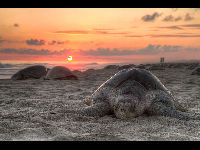 Olive Ridley Sea Turtle image
