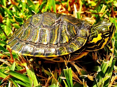 Turtle  -  Painted Turtle