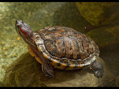 Turtle  -  Red-eared Slider