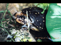 Spotted Turtle image