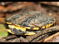 Twist-necked Turtle image