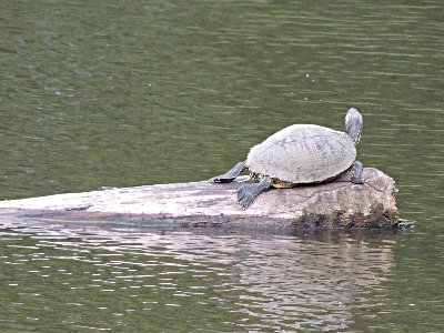 Turtle  