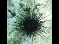 Urchin image