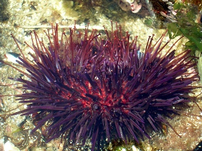 Urchin  