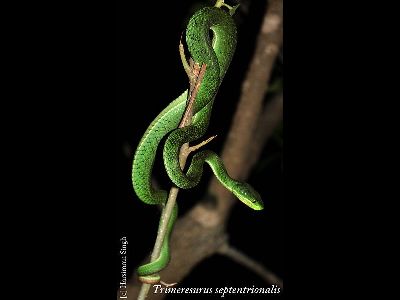 Viper  -  Green Pit Viper