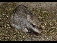 Plains Viscacha image