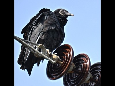 vulture/vulture_Black_Vulture