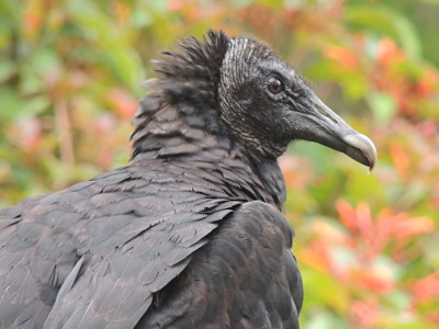 Vulture  -  Black Vulture