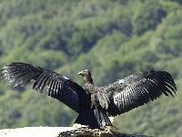 Californian Condor image