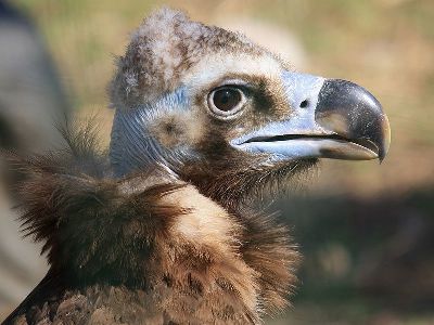 Vulture  -  Cinereous Vulture