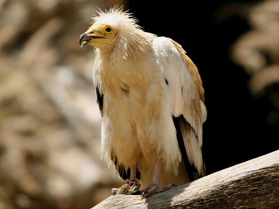 Vulture  -  Egyptian Vulture