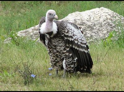 Vulture  -  Ruppell's Vulture
