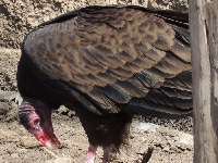 Turkey Vulture image