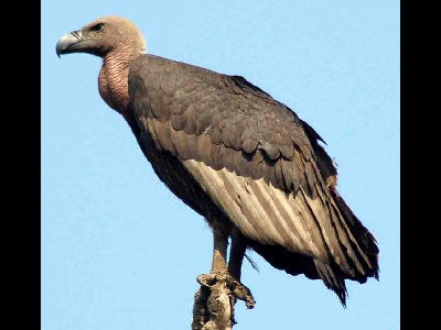 Vulture  