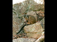 Brush-tailed Rock Wallaby image