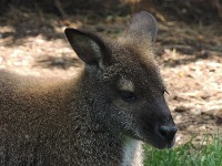 Red-necked Wallaby image