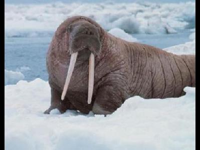 Walrus  