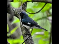 Black-throated Blue Warbler image