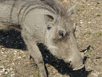 Warthog image