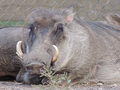 Warthog  