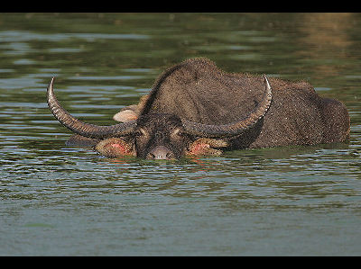 Water Buffalo  