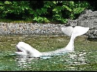 Beluga image