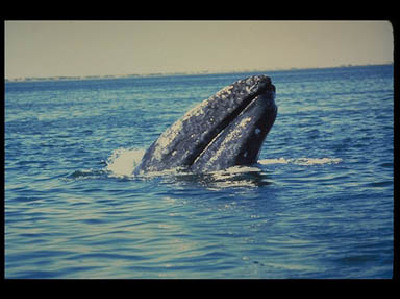 Whale  -  Gray Whale