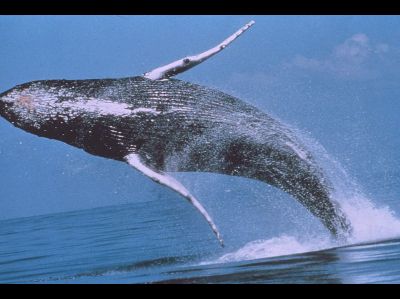 Whale  -  Humpback Whale