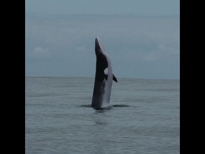 Whale  -  Minke Whale