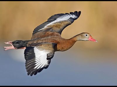 Whistling Duck  
