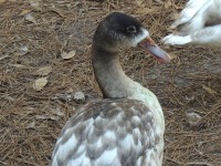 Black-billed Whistling Duck image