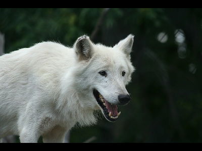 Wolf  -  Arctic Wolf