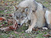 Gray Wolf image