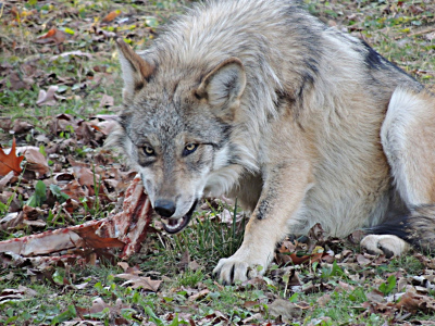 Wolf  -  Gray Wolf