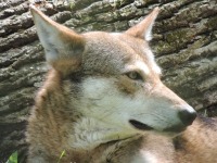 Red Wolf image