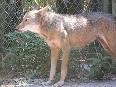 Wolf  -  Red Wolf