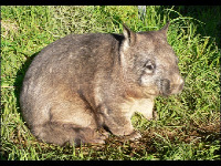 Northern Hairy-nosed Wombat image