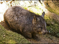 Southern Hairy-nosed Wombat image