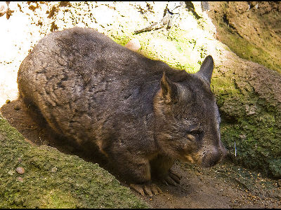 Wombat  -  Southern Hairy-nosed Wombat