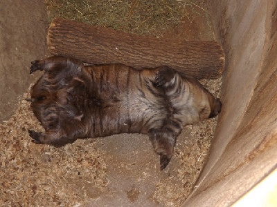 Wombat  
