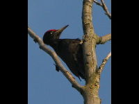 Black Woodpecker image