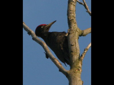 Woodpecker  -  Black Woodpecker
