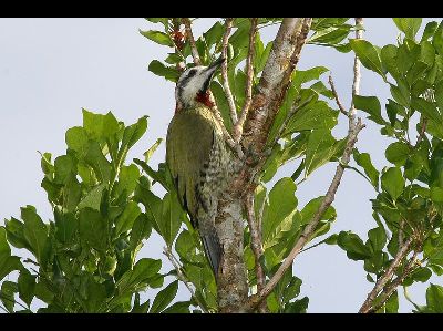 Woodpecker  -  Cuban Green Woodpecker