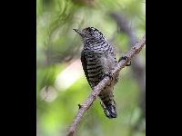 White-Barred Piculet image
